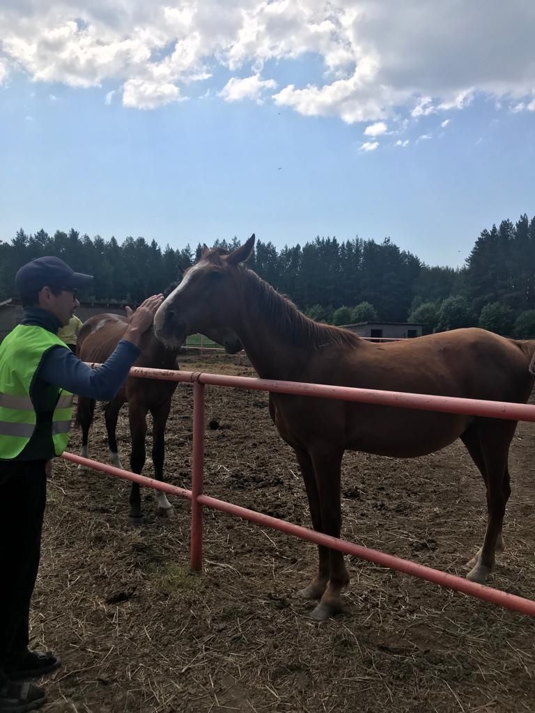 Лаешта иппотерапия дәресләре ничек үткәрелүен сөйлибез