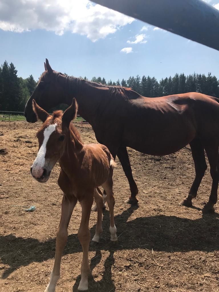 Лаешта иппотерапия дәресләре ничек үткәрелүен сөйлибез