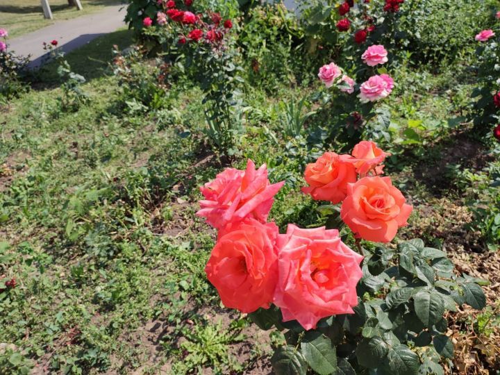 Лаеш балалар йортындагы әкияти розалар