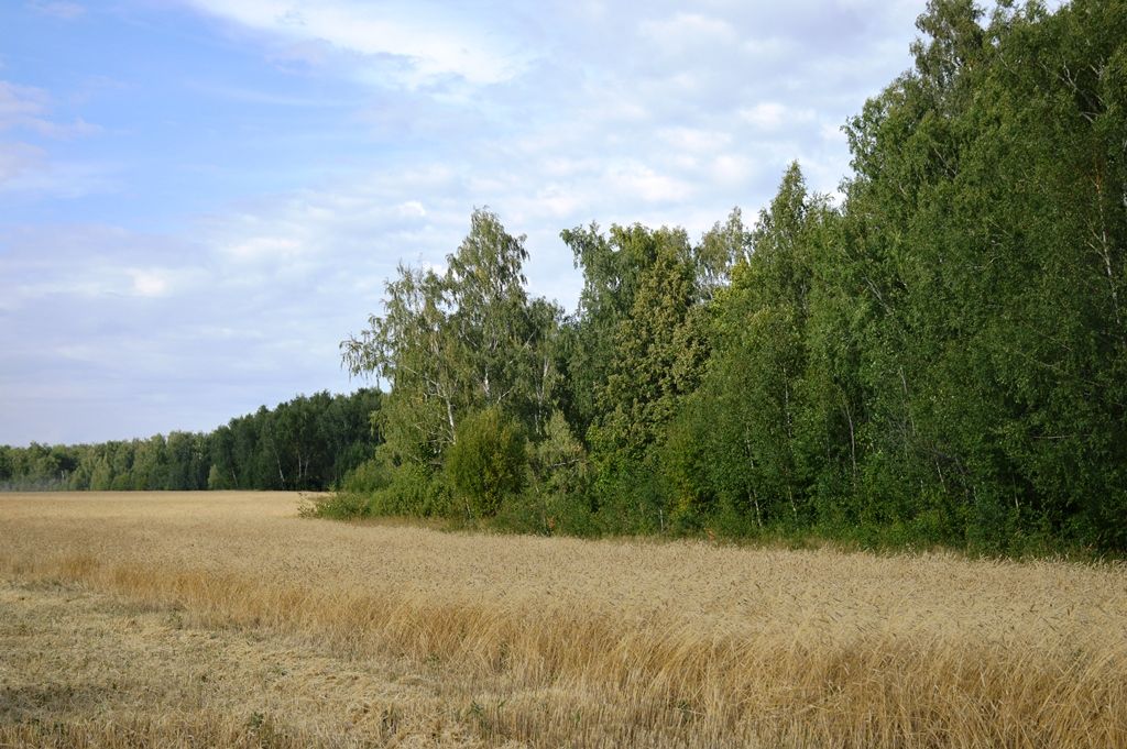 Комбайнеров-передовиков хозяйств Лаишевского района чествовали прямо в поле