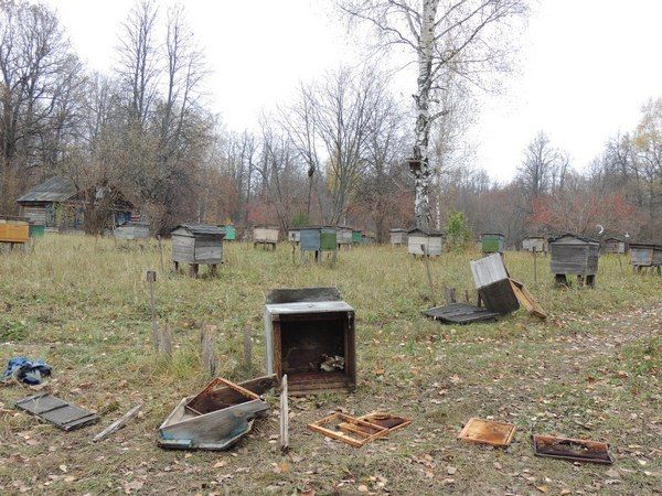 В Атабаево бурый медведь вскрыл улей с пчелами и полакомился медом
