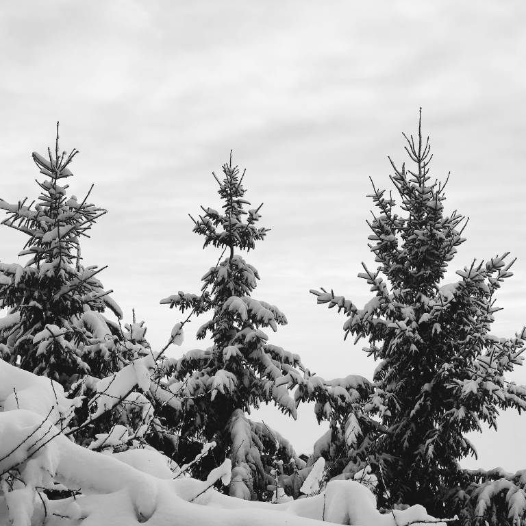 Владимир Андреев: Заметает зима, заметает...