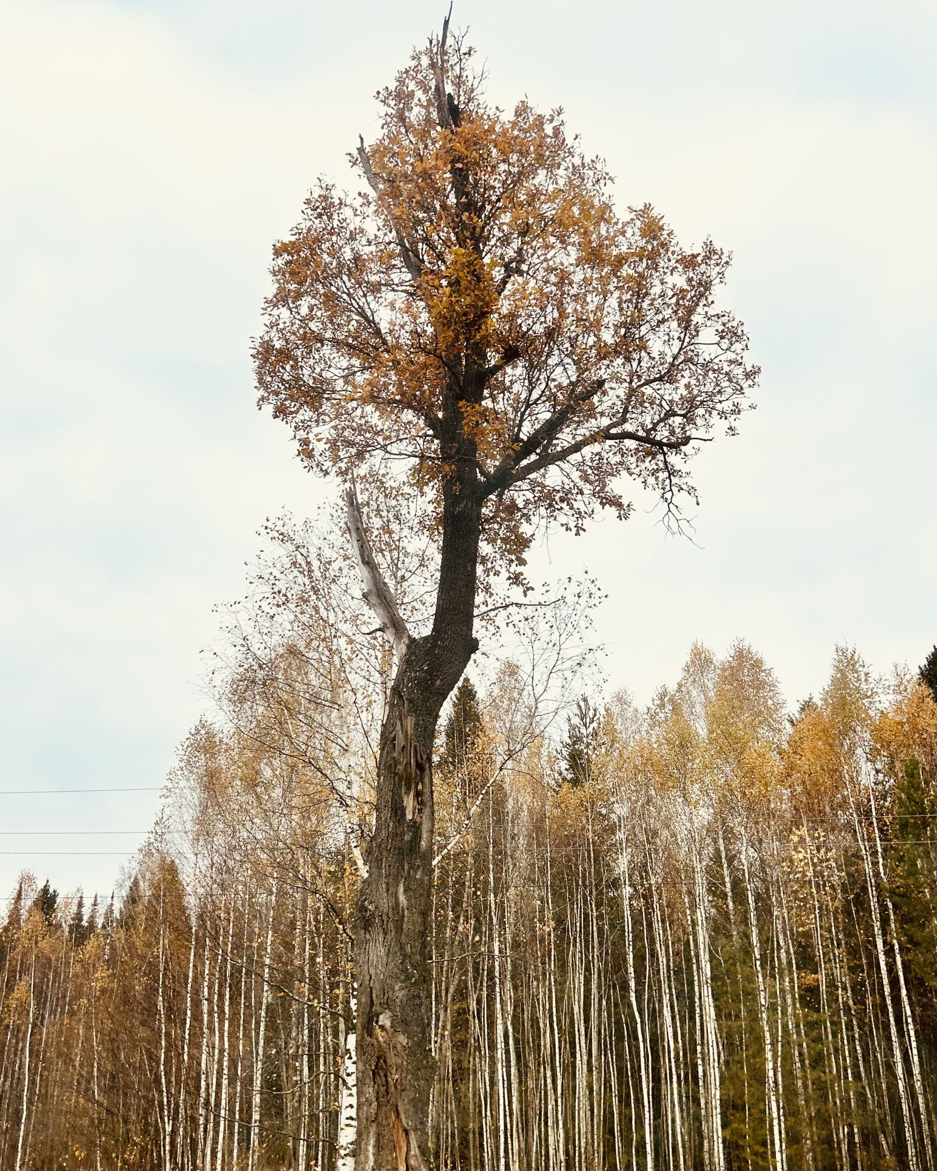 Унылая пора! Очей очарованье!