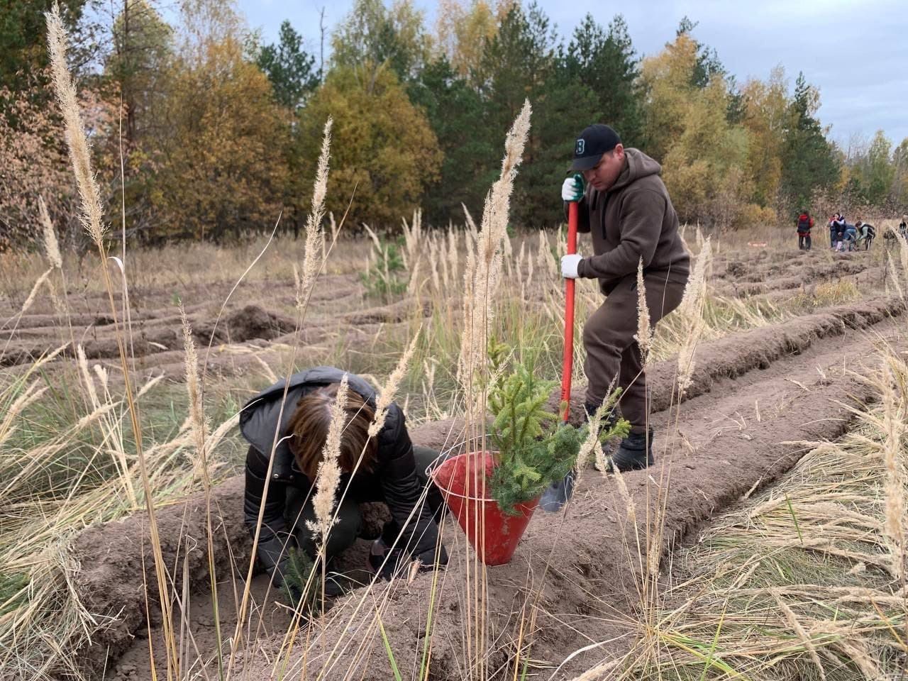 В Лаишевском районе высадили более 20 тысяч саженцев ели