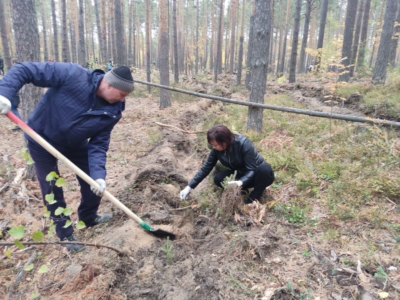 В Лаишевском районе высадили более 20 тысяч саженцев ели