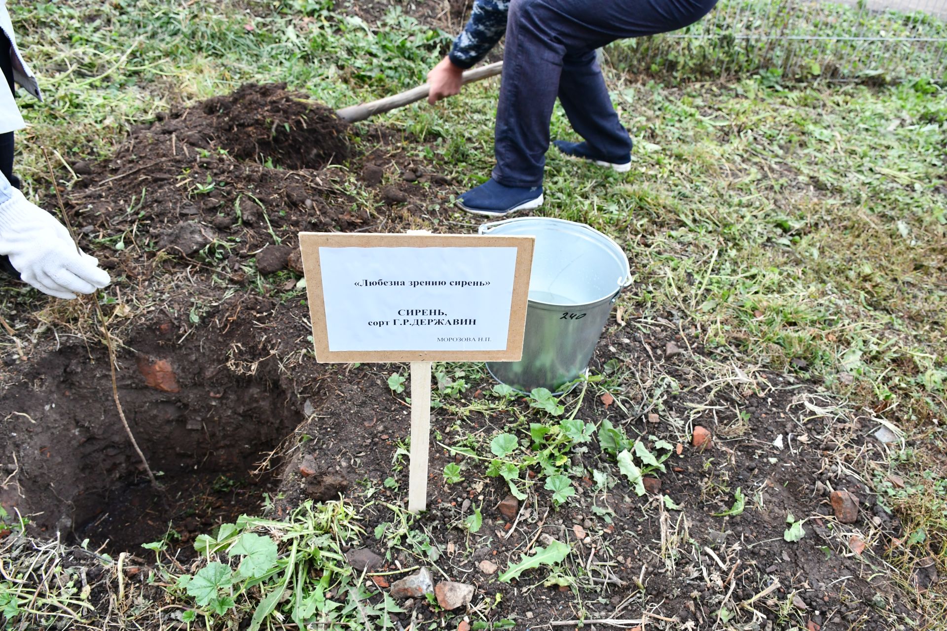 В селе Державино на территории школы посадили сиреневый сад