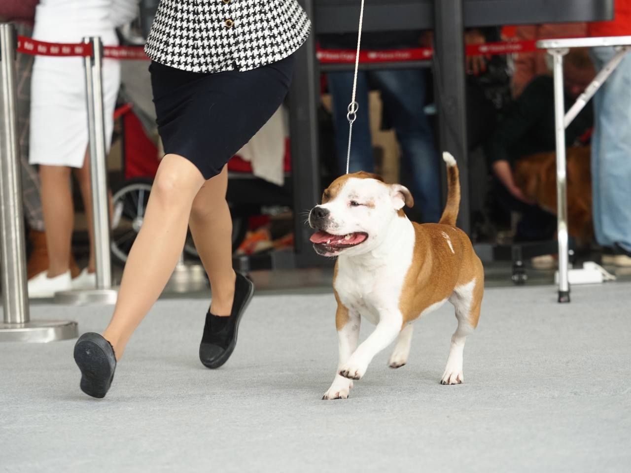 В Лаишевском районе состоялась рейтинговая выставка собак с особым статусом