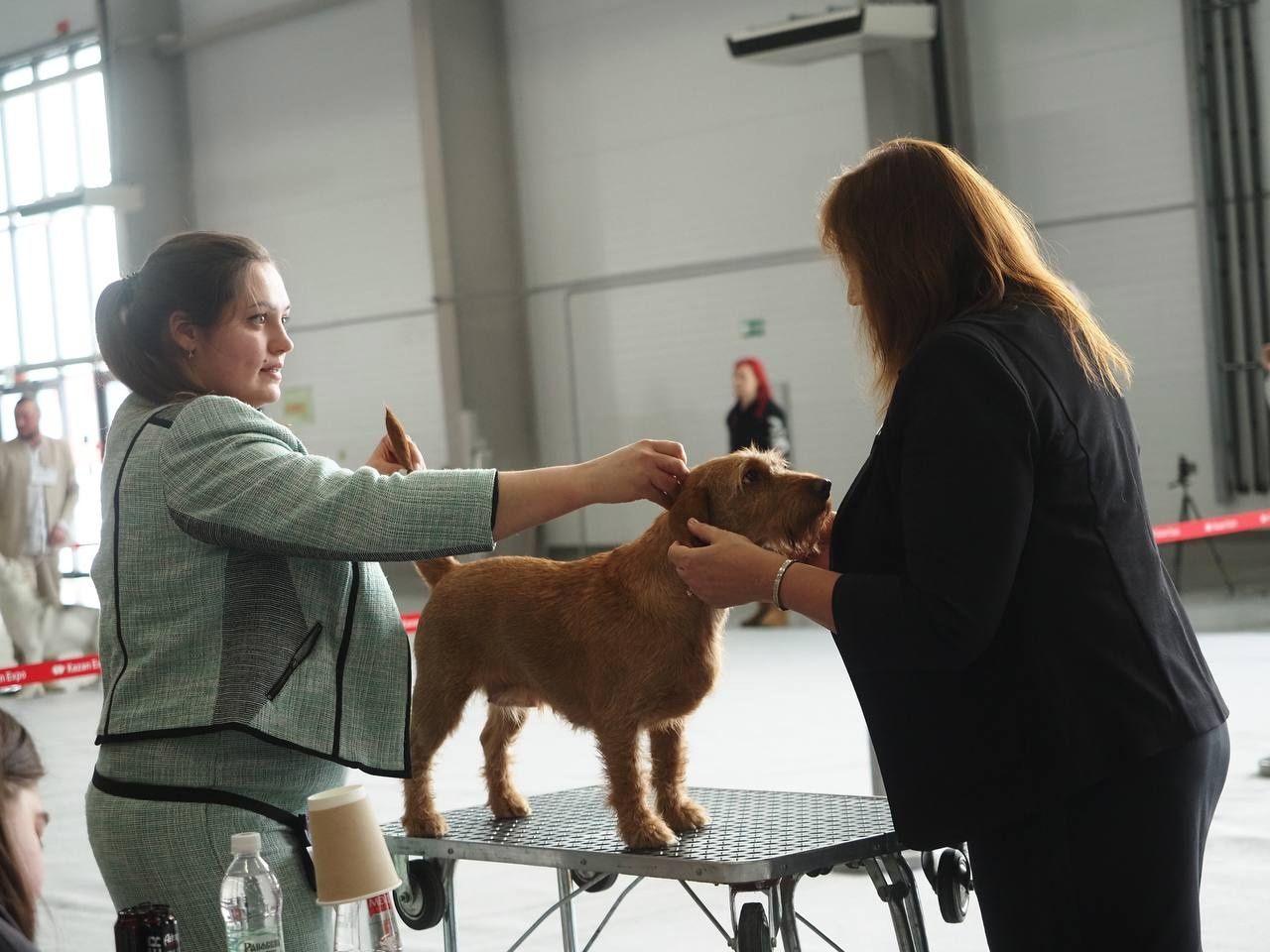 В Лаишевском районе состоялась рейтинговая выставка собак с особым статусом