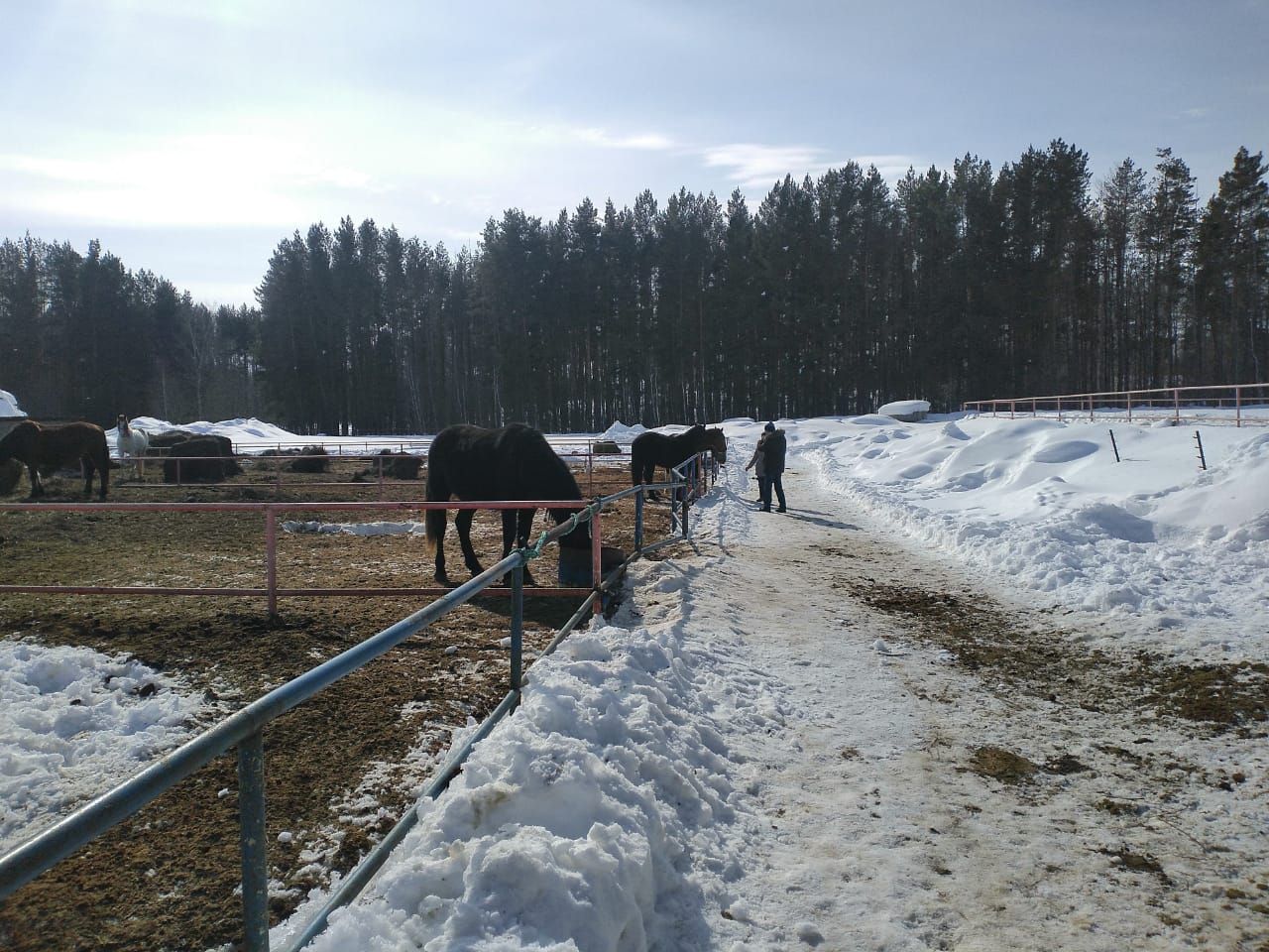 В Лаишеве конный клуб «Рассвет» проводит Масленицу