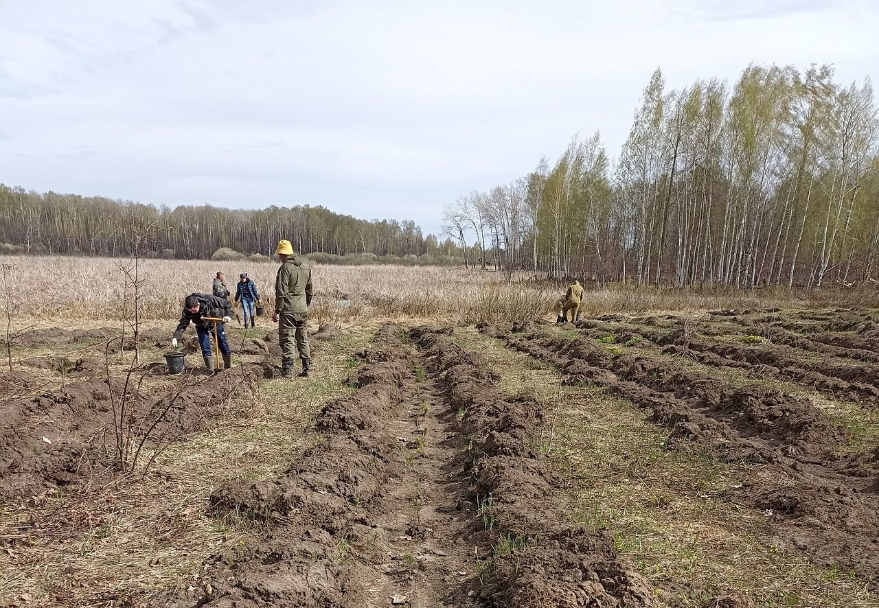 В Лаишевском районе продолжают сажать молодые деревья