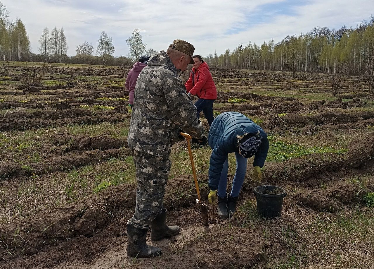 В Лаишевском районе продолжают сажать молодые деревья