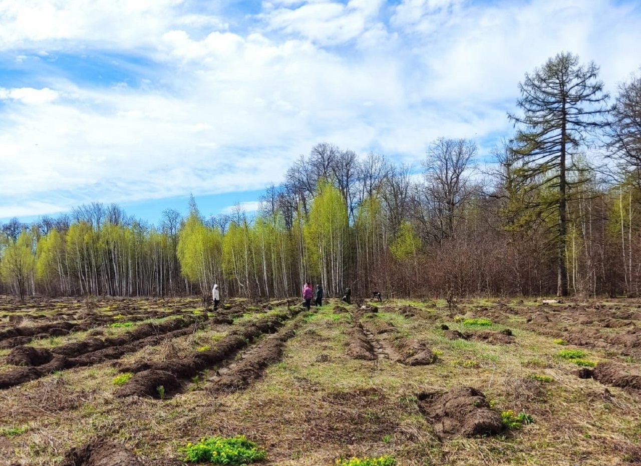 В Лаишевском районе продолжают сажать молодые деревья
