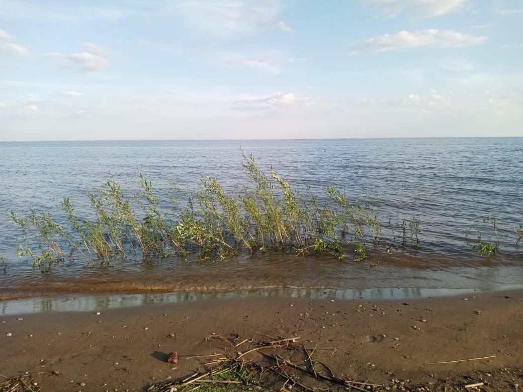 Подписчики бьют тревогу: пляжный берег в г.Лаишево заполонила ива