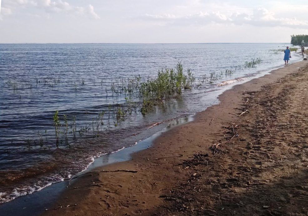 Подписчики бьют тревогу: пляжный берег в г.Лаишево заполонила ива