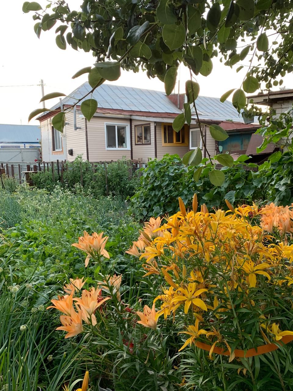 На Старой Пристани (Лаишево) есть немало любительниц цветов