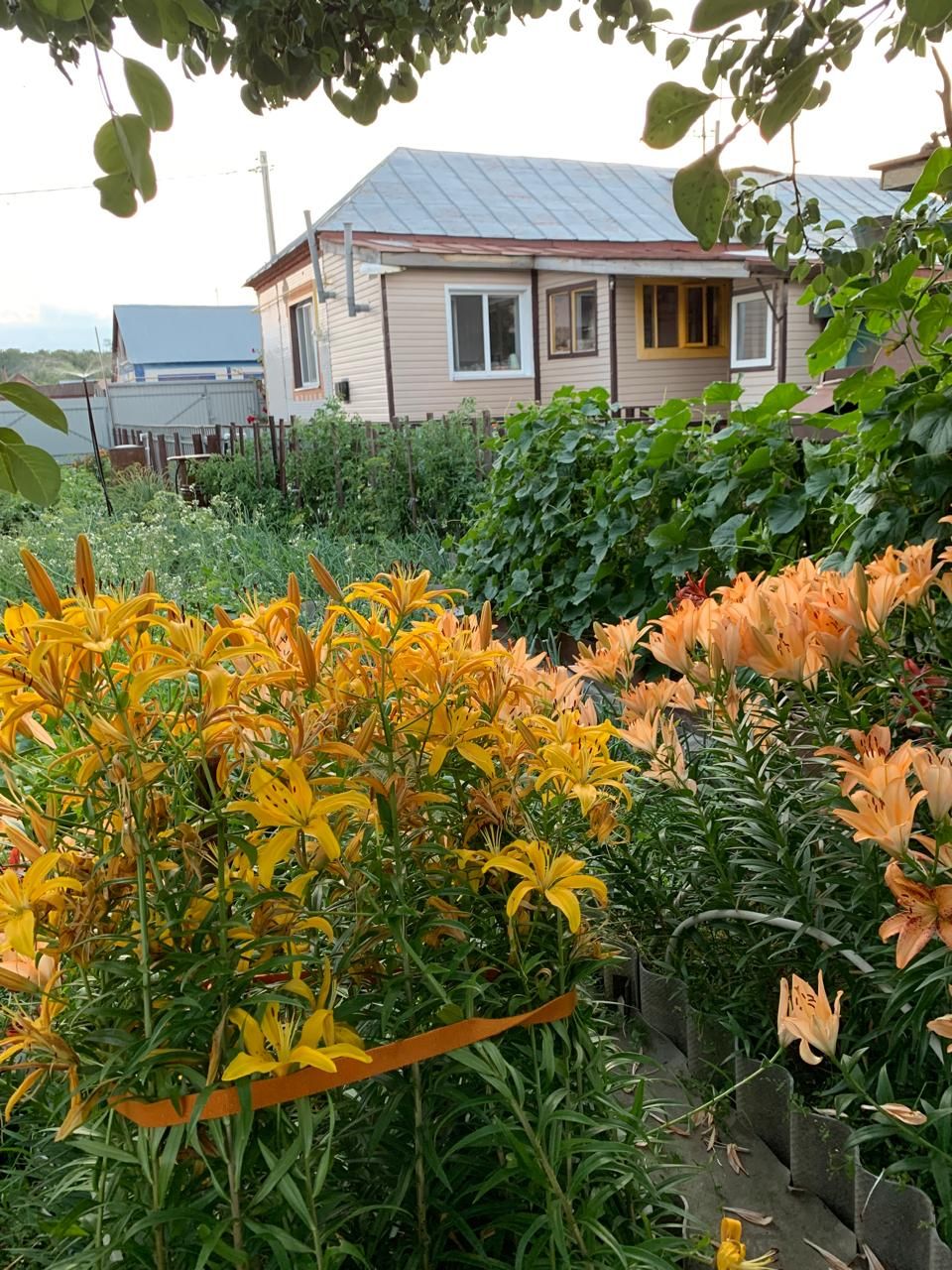 На Старой Пристани (Лаишево) есть немало любительниц цветов