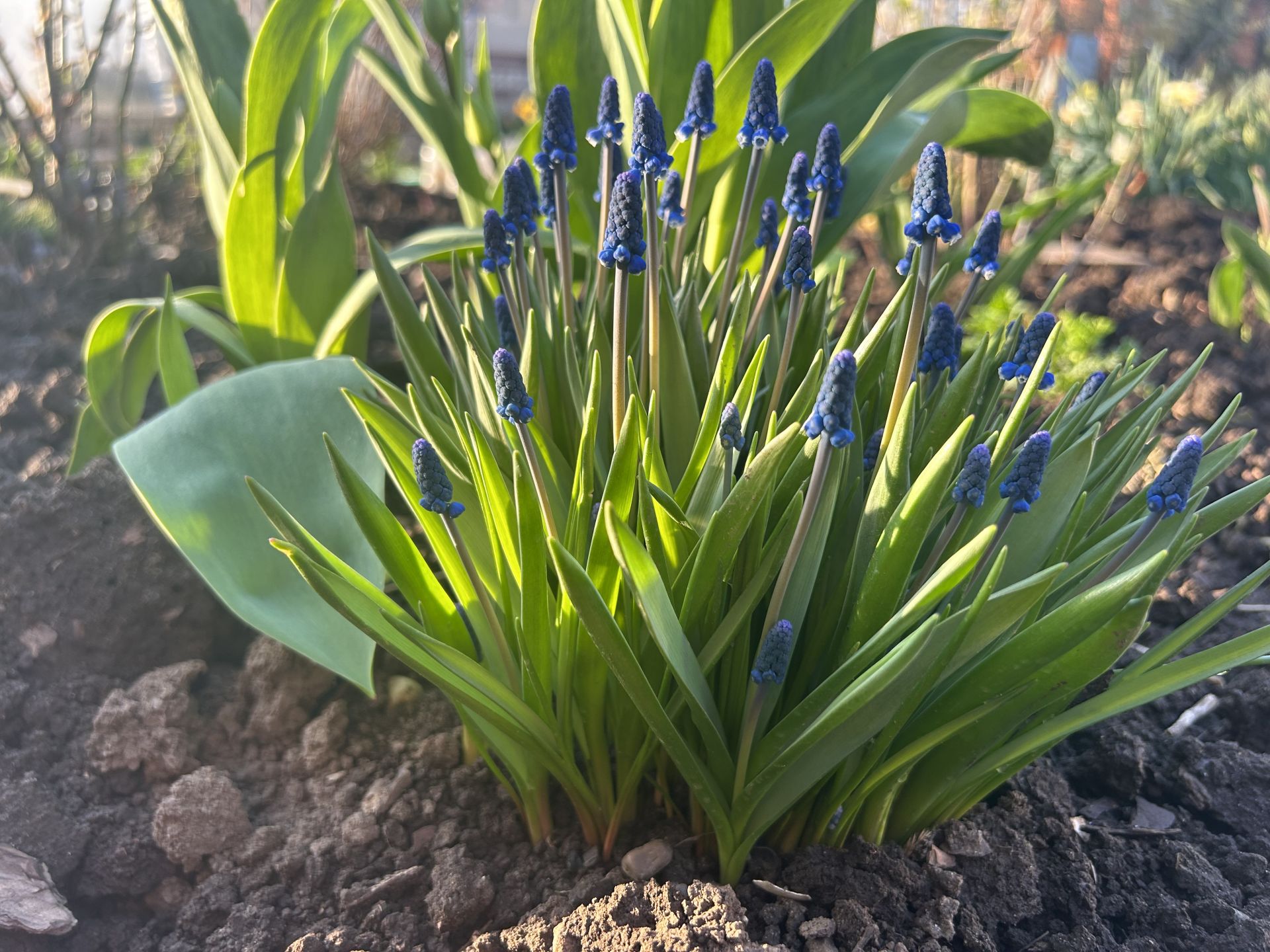 «Аисты» поселились на приусадебном участке нашей читательницы.