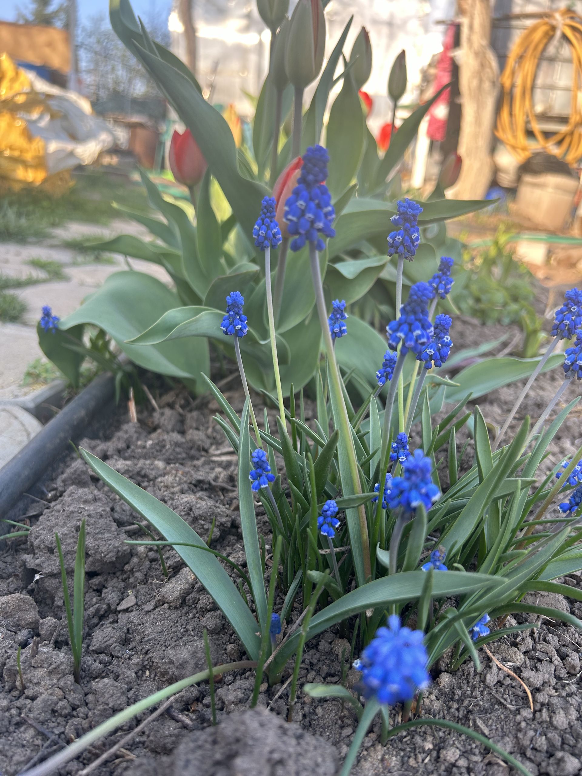 «Аисты» поселились на приусадебном участке нашей читательницы.