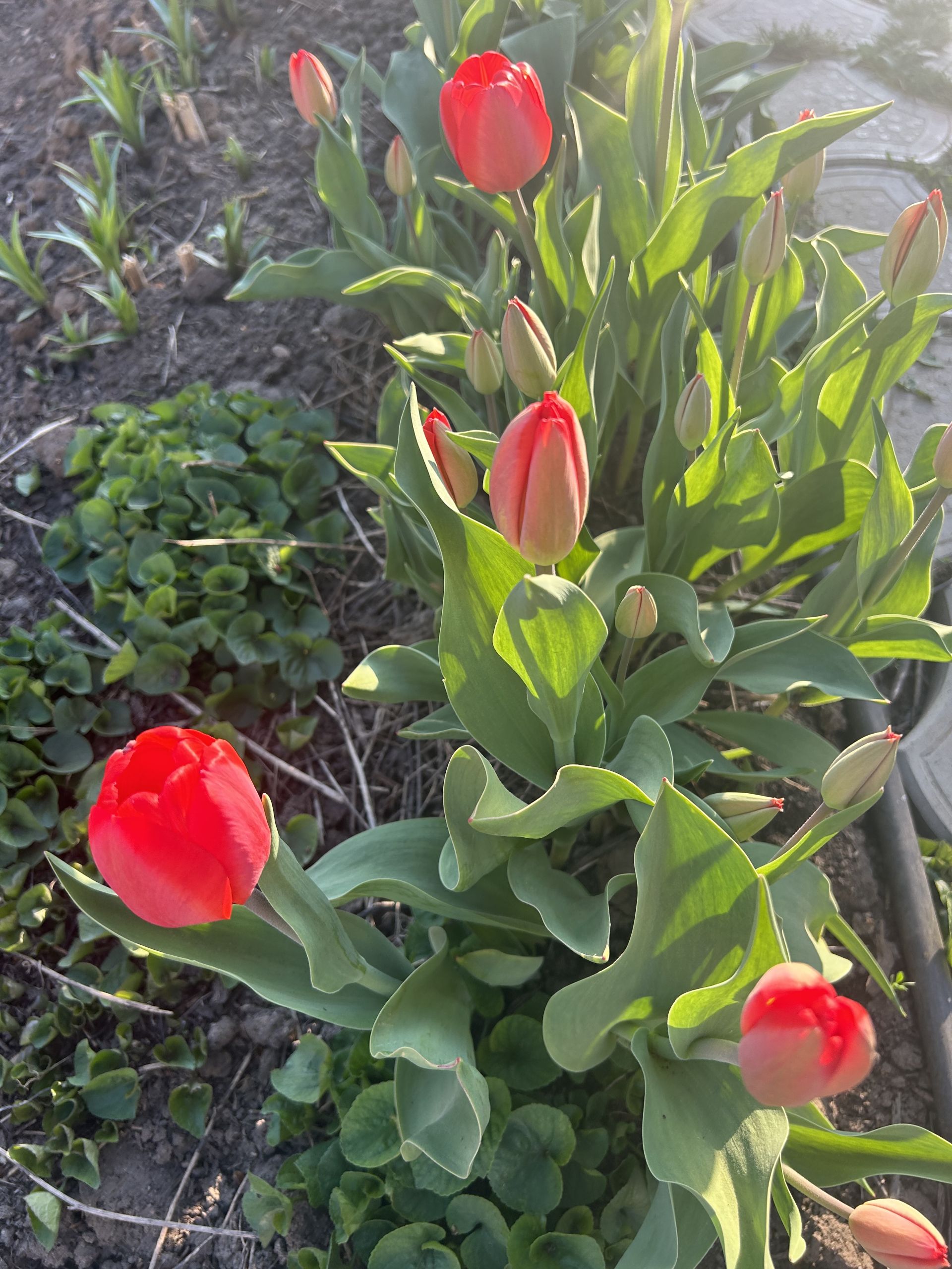 «Аисты» поселились на приусадебном участке нашей читательницы.