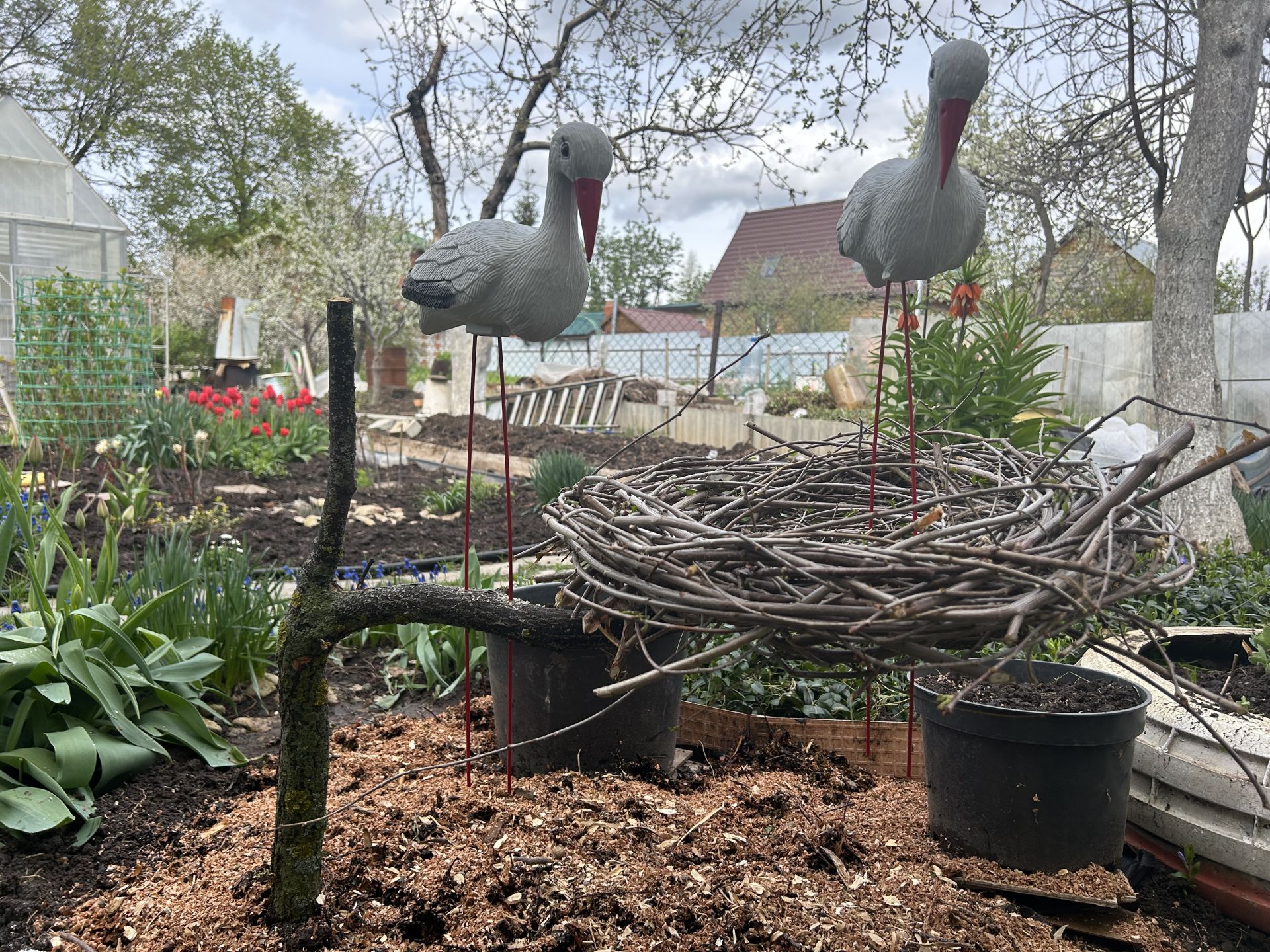 «Аисты» поселились на приусадебном участке нашей читательницы.