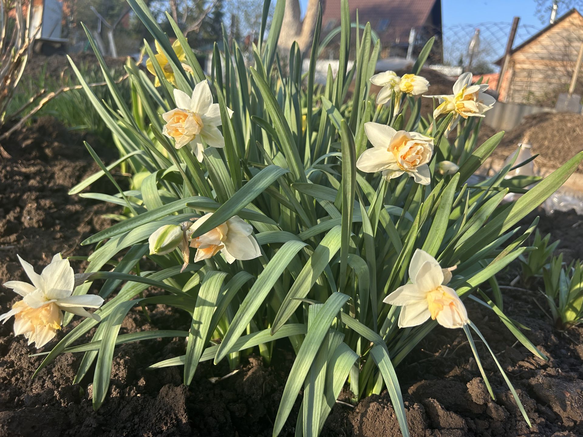 «Аисты» поселились на приусадебном участке нашей читательницы.