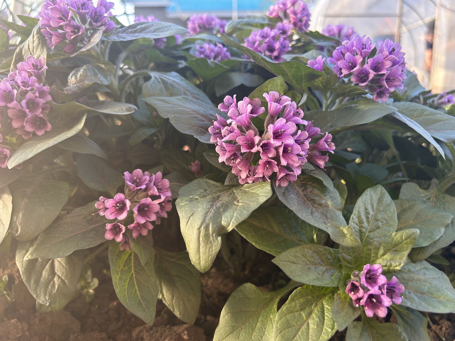 «Аисты» поселились на приусадебном участке нашей читательницы.