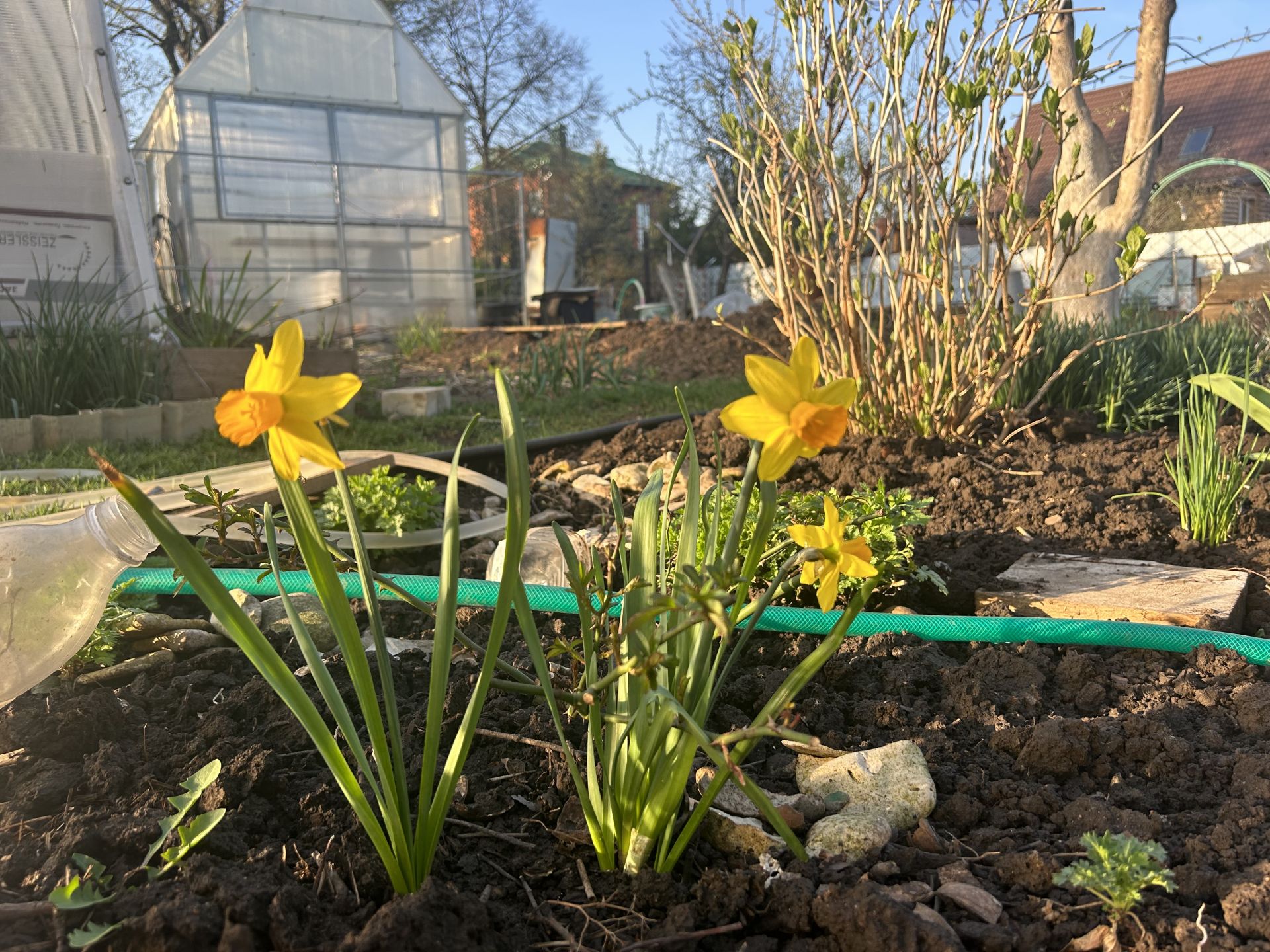 «Аисты» поселились на приусадебном участке нашей читательницы.