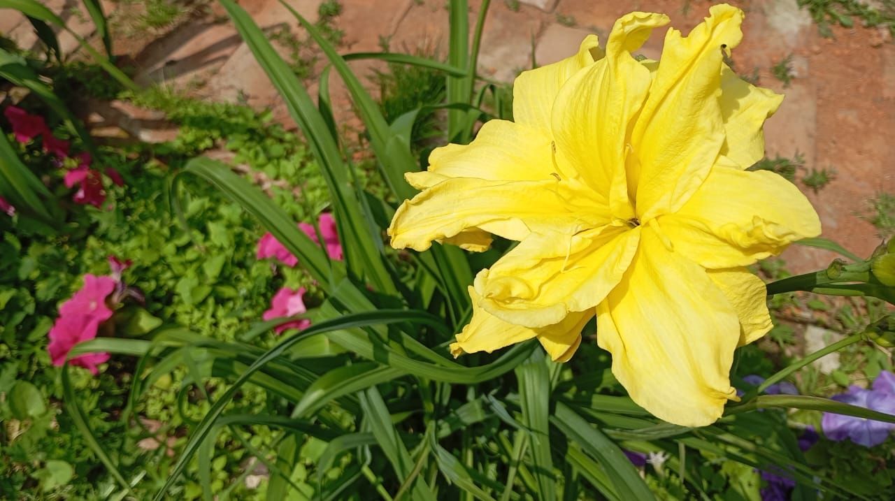 Пионы и ирисы: сад в красках гармонии