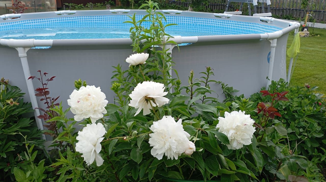 Пионы и ирисы: сад в красках гармонии