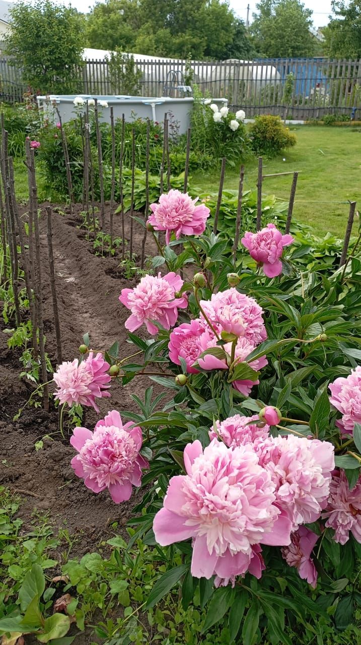 Пионы и ирисы: сад в красках гармонии