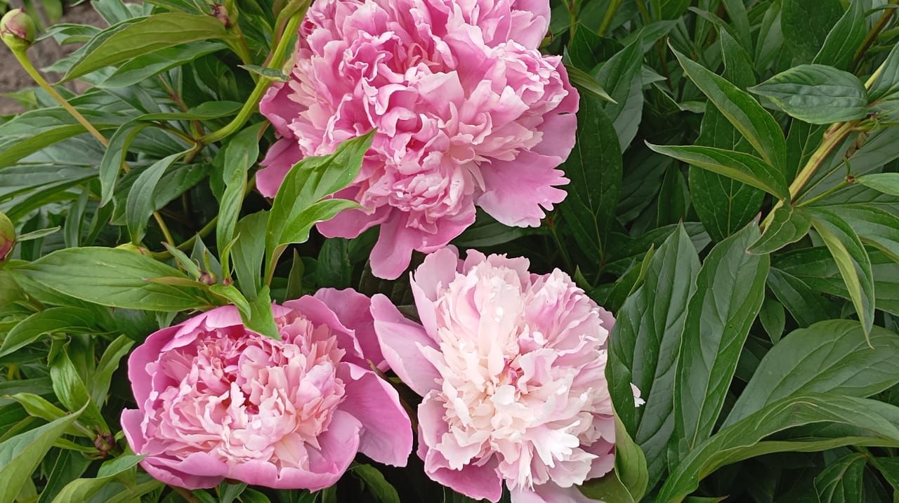 Пионы и ирисы: сад в красках гармонии