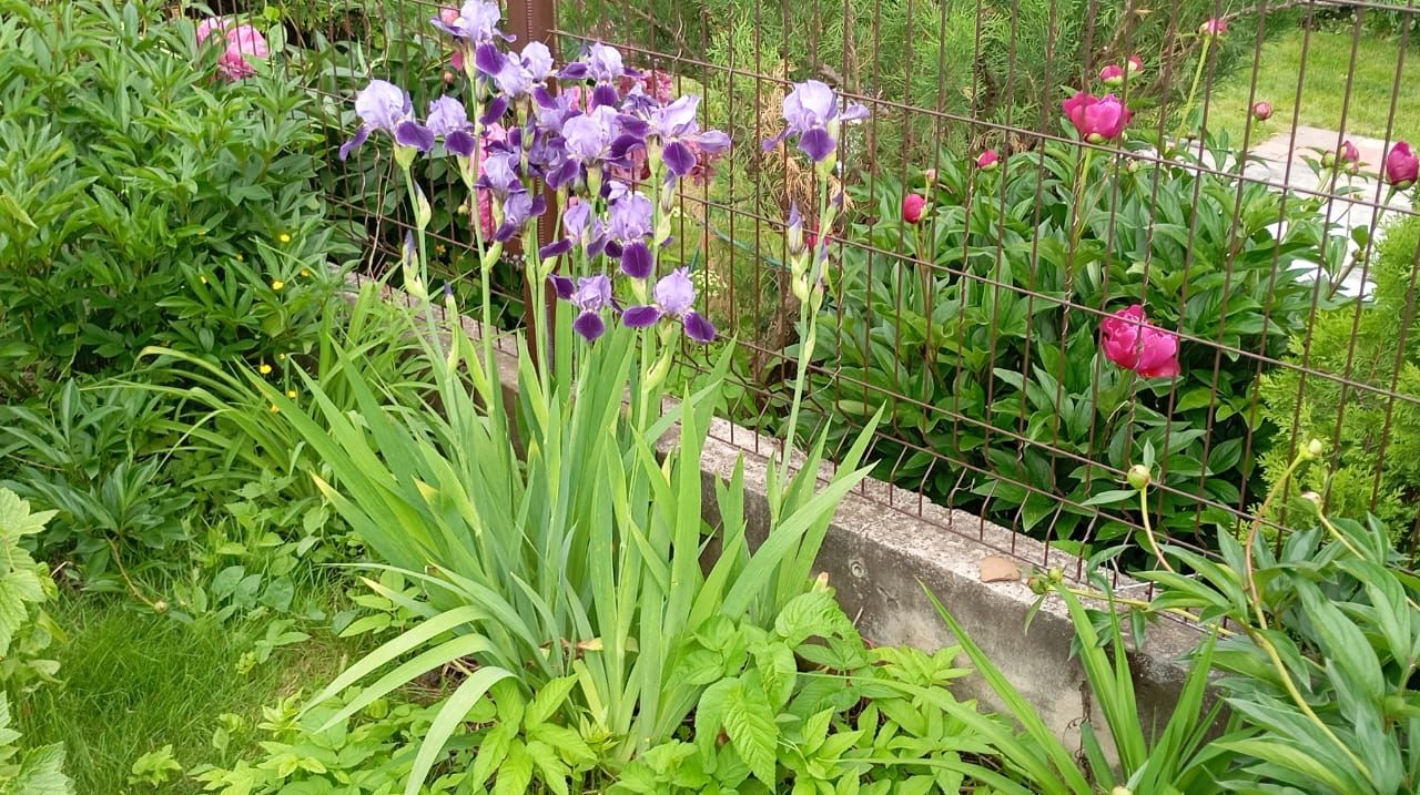 Пионы и ирисы: сад в красках гармонии
