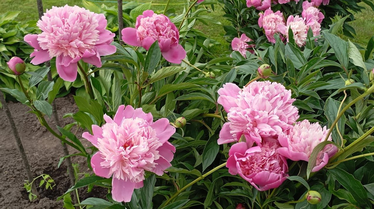 Пионы и ирисы: сад в красках гармонии