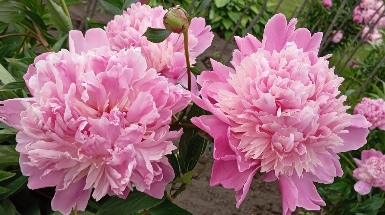 Пионы и ирисы: сад в красках гармонии