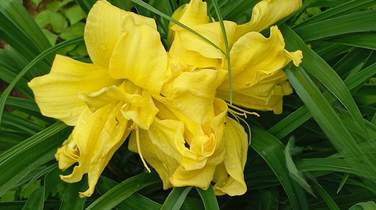 Пионы и ирисы: сад в красках гармонии