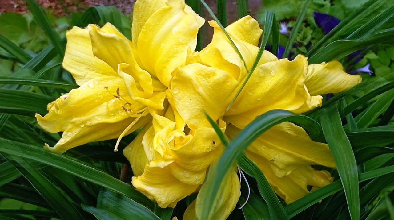 Пионы и ирисы: сад в красках гармонии