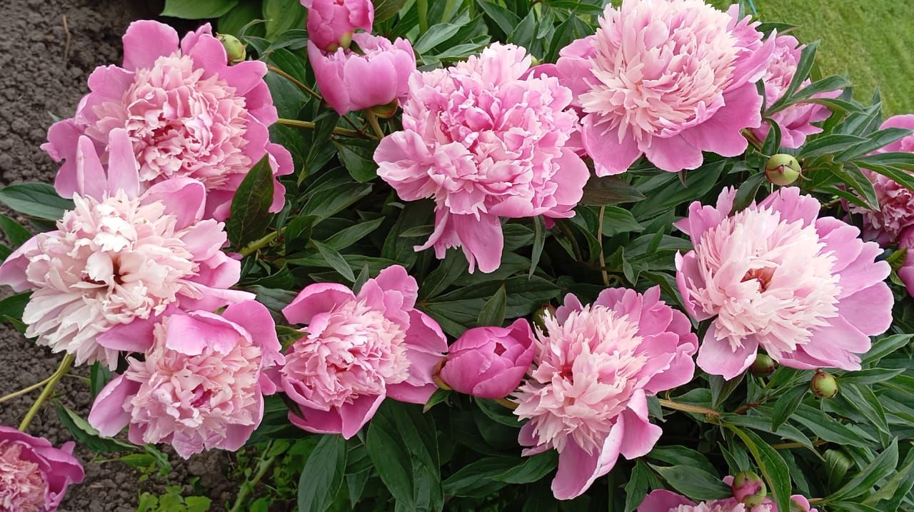 Пионы и ирисы: сад в красках гармонии