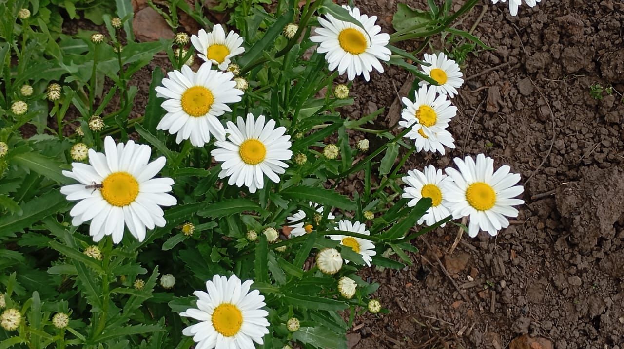 Пионы и ирисы: сад в красках гармонии