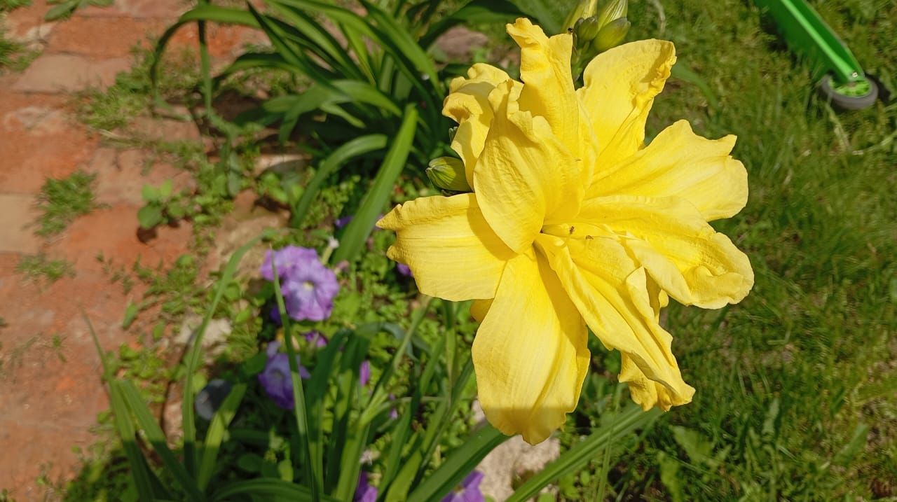 Пионы и ирисы: сад в красках гармонии