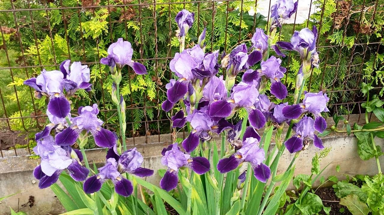 Пионы и ирисы: сад в красках гармонии