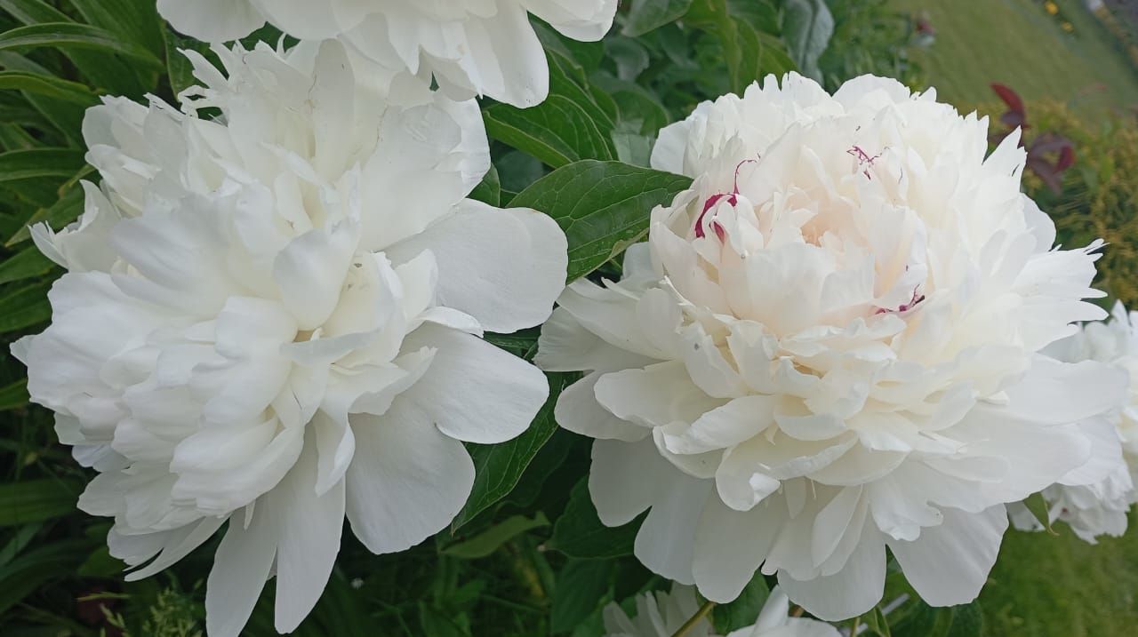 Пионы и ирисы: сад в красках гармонии