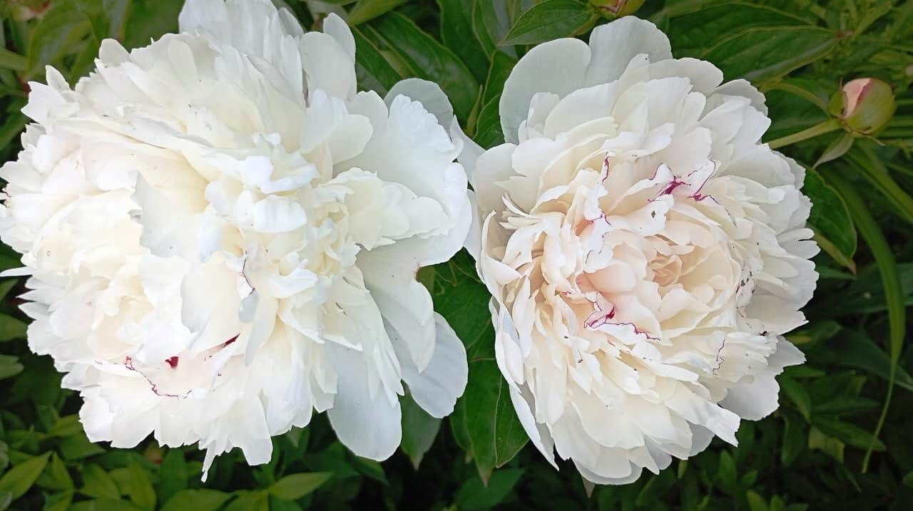 Пионы и ирисы: сад в красках гармонии