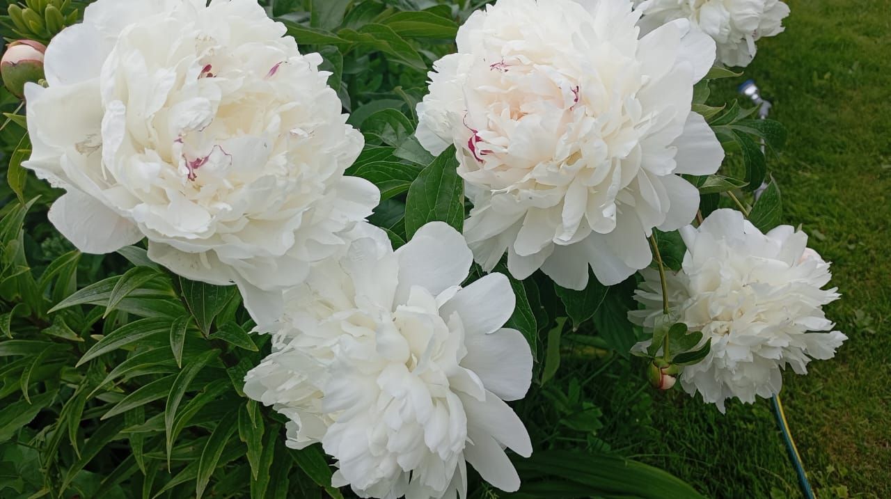 Пионы и ирисы: сад в красках гармонии