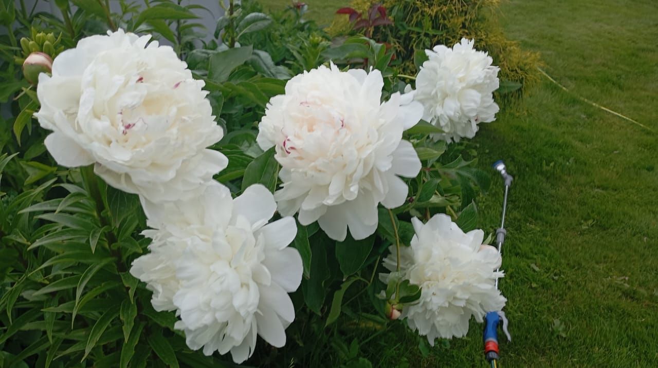 Пионы и ирисы: сад в красках гармонии