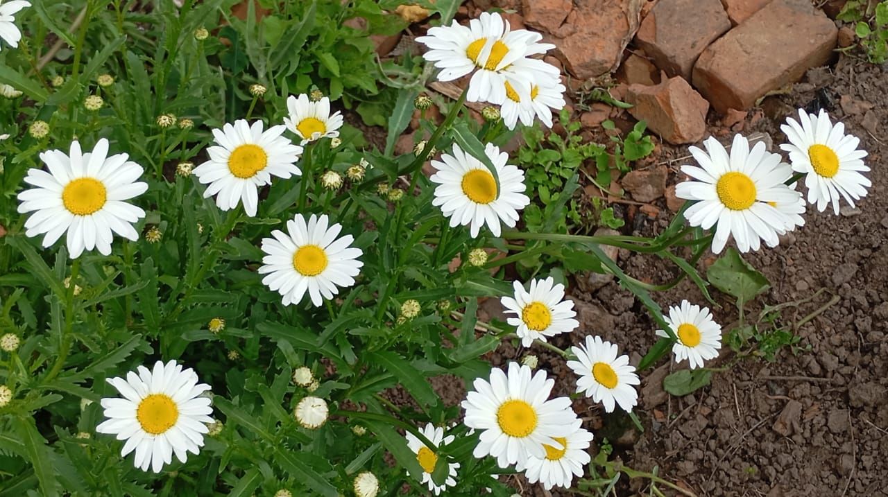 Пионы и ирисы: сад в красках гармонии