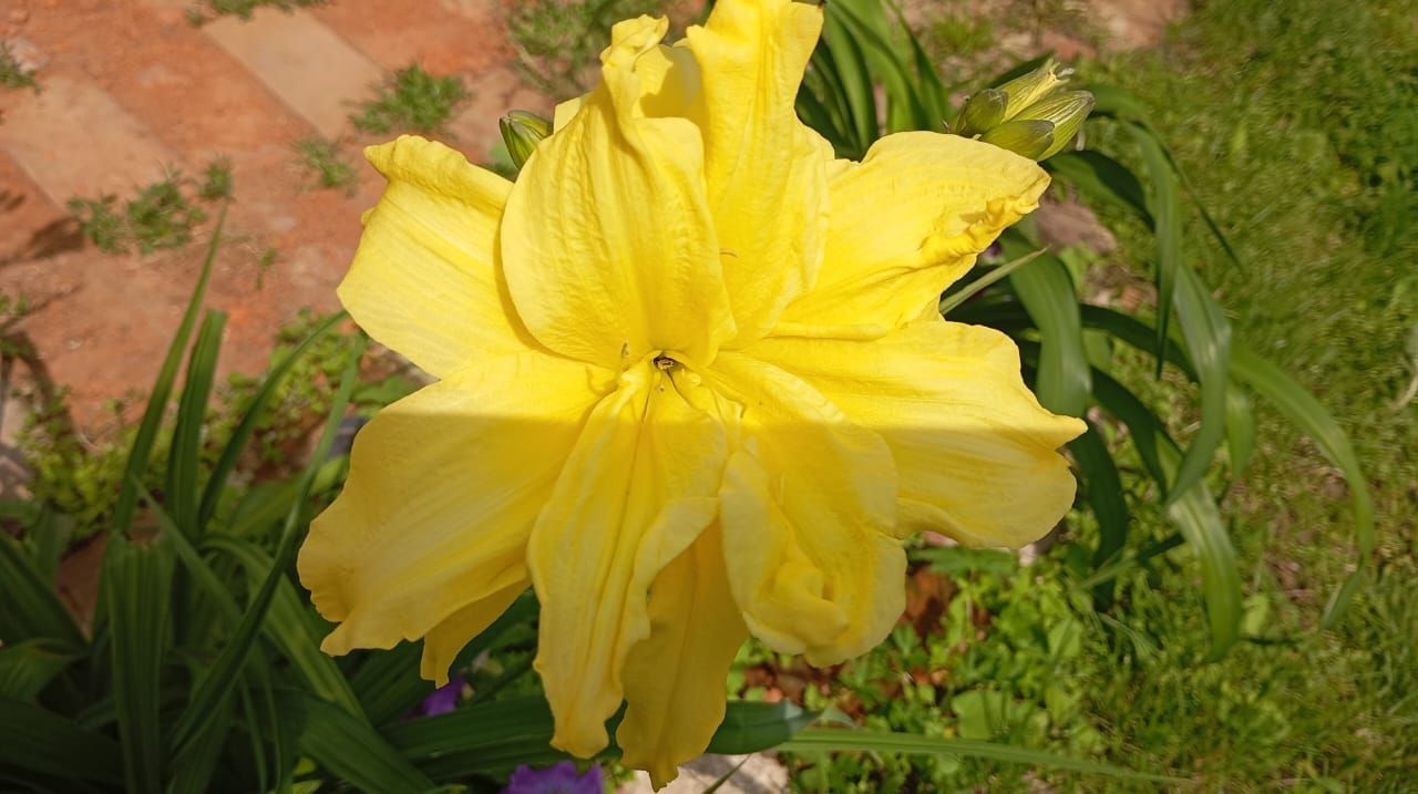 Пионы и ирисы: сад в красках гармонии