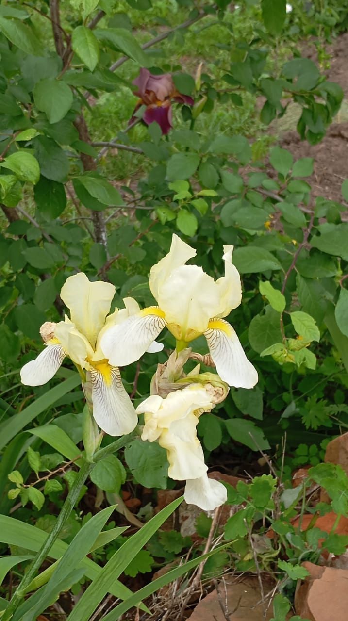 Пионы и ирисы: сад в красках гармонии