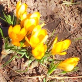 Нина Романова: «Есть глаза у цветов...»