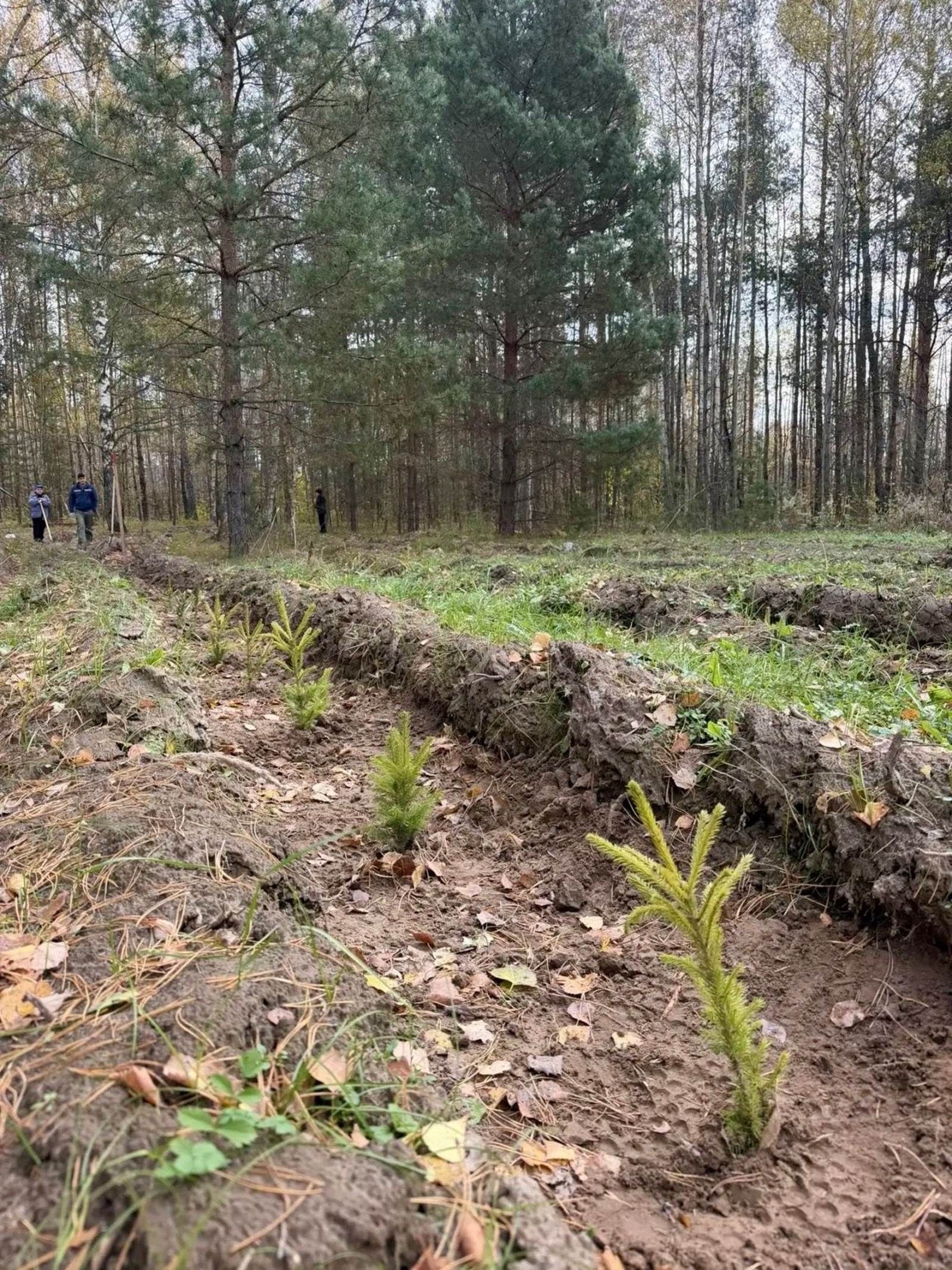 Волонтерлар Лаеш районында 15 мең яшь агач утыртты