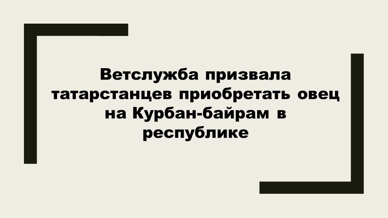 В Татарстане призвали покупать овец и баранов для Курбан-байрам внутри республики